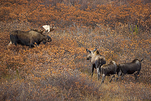 阿拉斯加,驼鹿,女性,幼兽,饲养,季节,德纳里峰国家公园