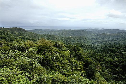 俯视,雨林,国家公园,波多黎各