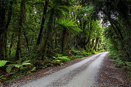 树林,小路,中间,新西兰,丛林,西海岸,区域,大洋洲