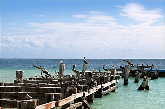 加勒比,老年,木质,码头,海鸥,海鸟
