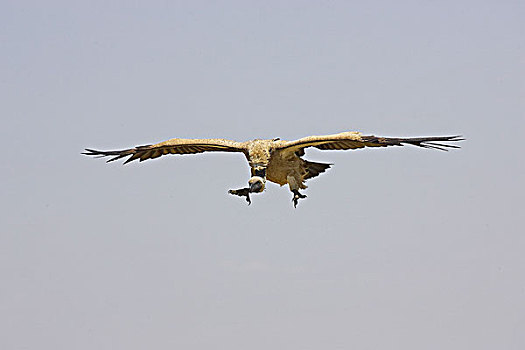 白色,后背,秃鹰,白背秃鹫,马赛马拉,公园,肯尼亚