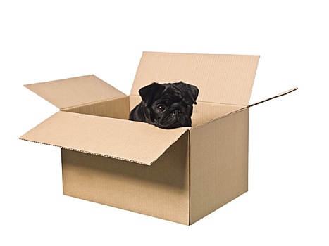狗,盒子