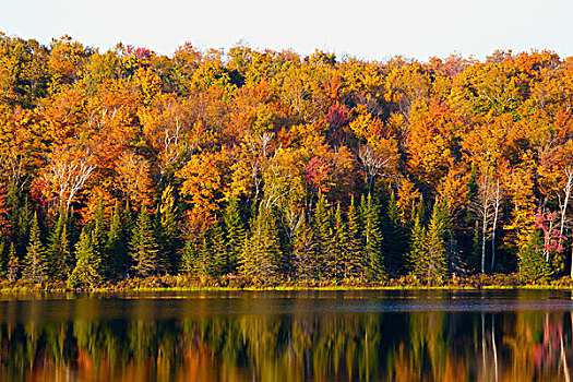 秋色,反射,湖,南,魁北克,加拿大