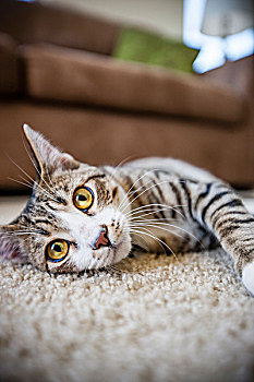 猫,躺着,地毯,在家,看镜头