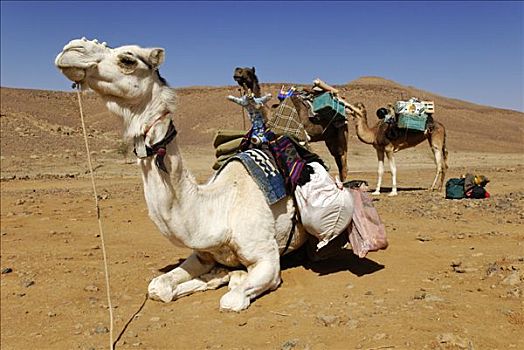 骆驼,阿哈加尔,阿尔及利亚,撒哈拉沙漠,北非