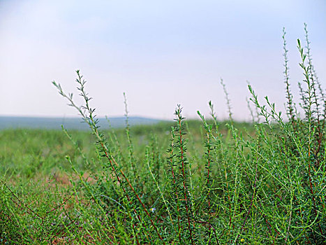 草原里的野草