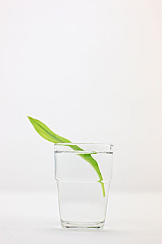 杯子,纯净水,绿叶