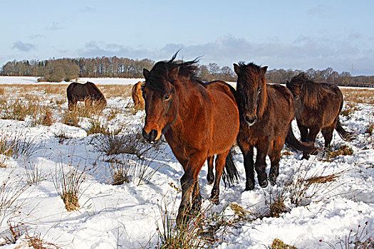 冰岛马,冰岛,冬天,雪