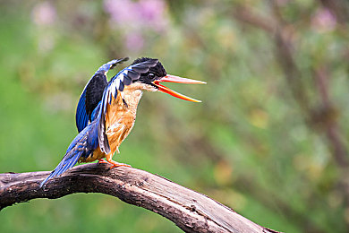 藍(lán)翡翠鳥(niǎo)圖片