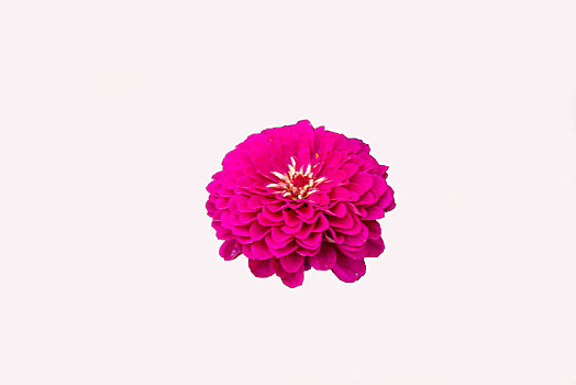 纯色背景花卉－菊花