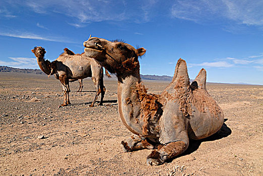 蒙古,骆驼,坐,站立,戈壁,国家,公园,亚洲