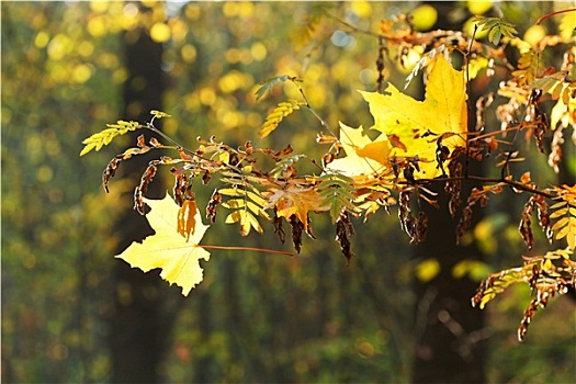 树枝,叶子,秋天,树林