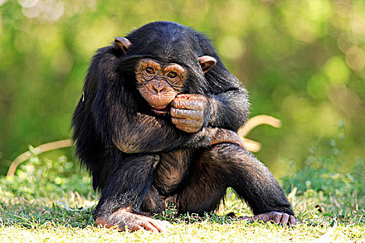 黑猩猩,年轻,坐