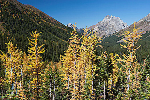 山,草地,秋天,框架,金色,落叶松,山谷,远景,蓝天,艾伯塔省,加拿大