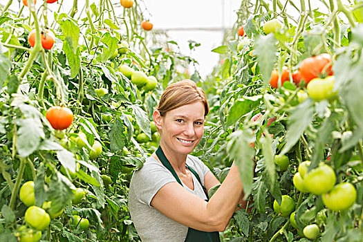 女人,头像,护理,番茄植物,温室