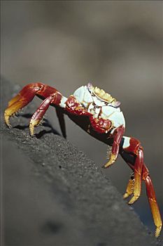 细纹方蟹,方蟹,靠近,圣地亚哥,岛屿,加拉帕戈斯群岛,厄瓜多尔