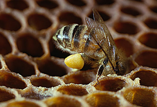 蜜蜂,意大利蜂,工作,填充,花粉,存储,蜂窝,蜂巢,记事本,满,篮子,欧洲