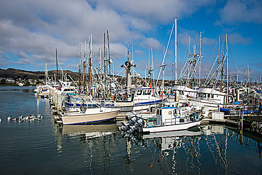 渔船,港口,酒栈,湾,北加州,美国