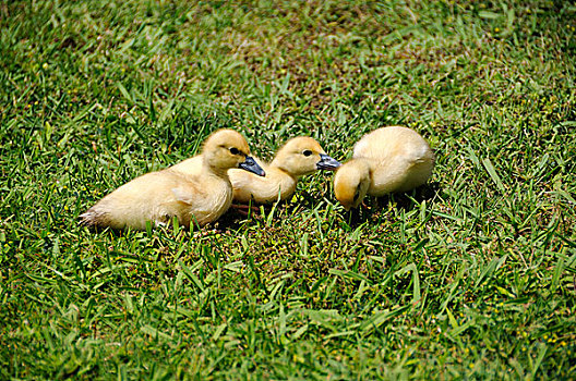 三个,黄色,小鸭子,草地