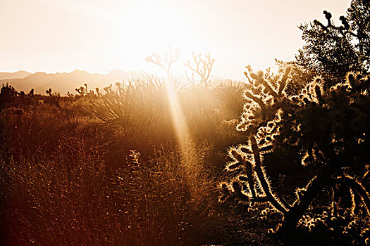 约书亚树,阳光,约书亚树国家公园,加利福尼亚,美国