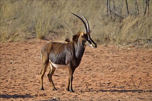 羚羊,高原,国家公园,纳米比亚,非洲