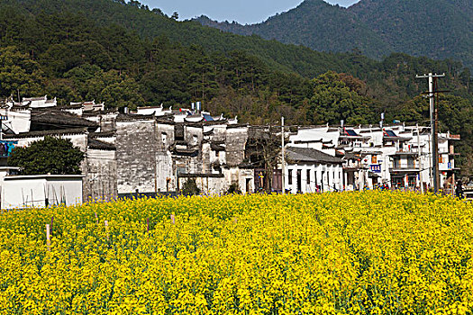 江西婺源,晓起,油菜花,徽派建筑,民居