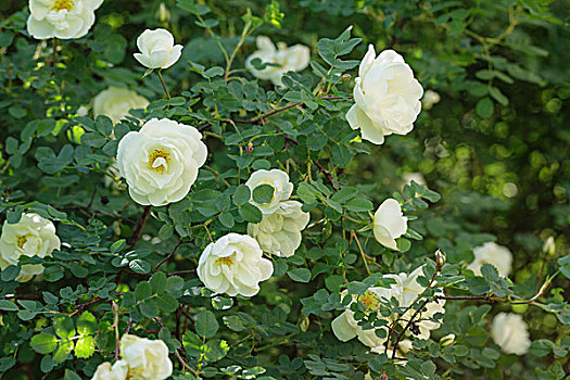 白色蔷薇,盛开,户外,特写,照相