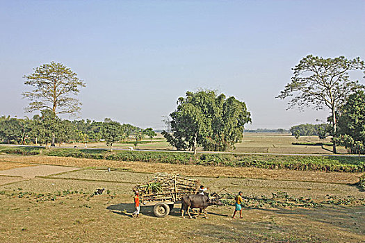 传统,水牛,手推车,装载,甘蔗,孟加拉,十二月,2008年