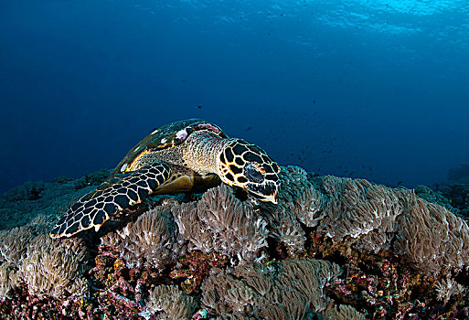 玳瑁,海龟,饲料,上方,珊瑚礁,巴厘岛,印度尼西亚,亚洲