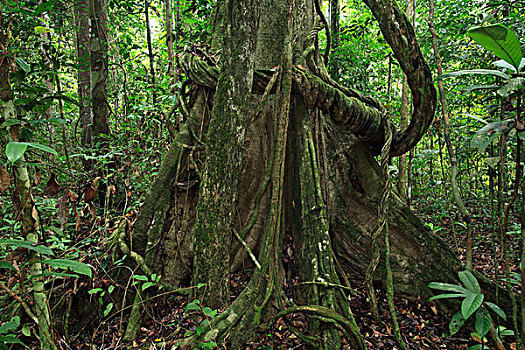 雨林,室内,道路,国家公园,苏门答腊岛,印度尼西亚