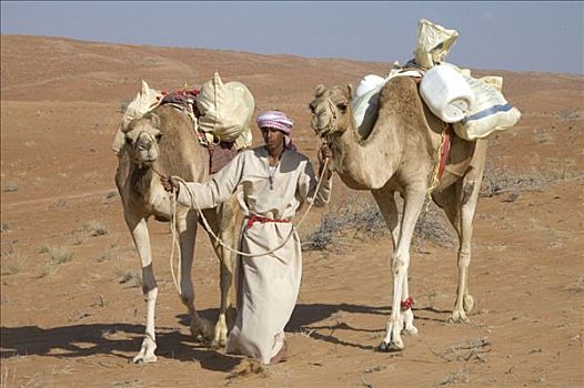 阿曼苏丹国,男人,两个,骆驼,荒芜