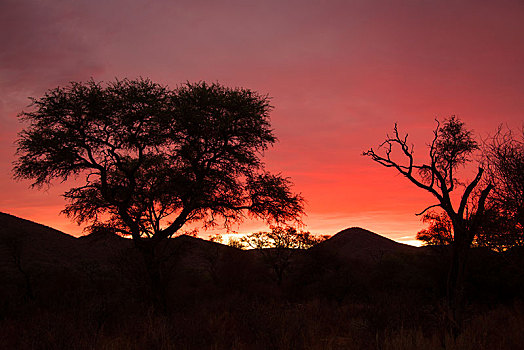 剪影,树,日落,区域,纳米比亚,非洲