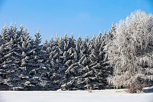 艾伯塔省,加拿大,树,积雪,冬天