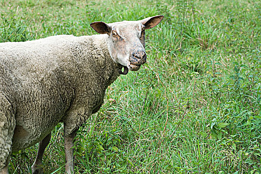 绵羊,草场,看镜头