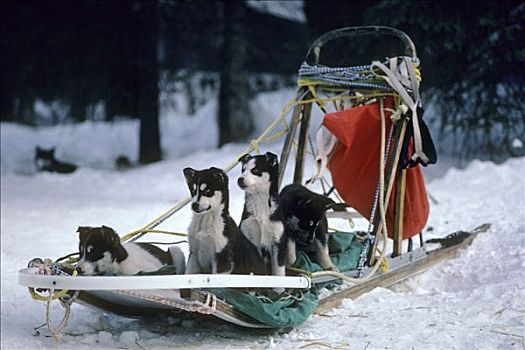 雪橇狗,小狗,玩,雪撬,阿拉斯加,冬天