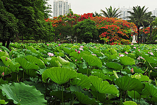 荷花,洪湖公园