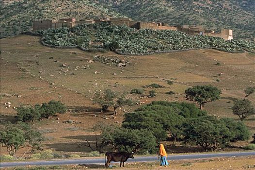 摩洛哥,玛拉喀什,麦地那,女人,母牛,靠近,道路,乡村,后面
