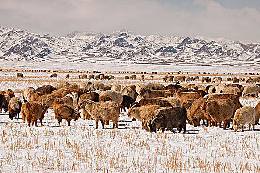 家羊,绵羊,山羊,群,放牧,冬天,戈壁沙漠,蒙古