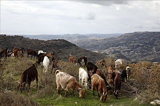 牧群,山羊,塞浦路斯,地中海,欧洲