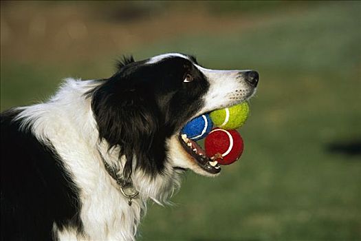 博德牧羊犬,狗,成年,三个,网球,嘴,等待,玩,取回