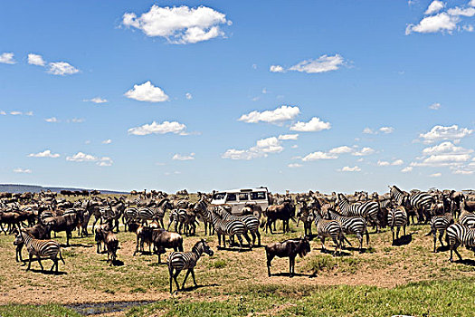 斑马,成群,塞伦盖蒂国家公园,坦桑尼亚,非洲