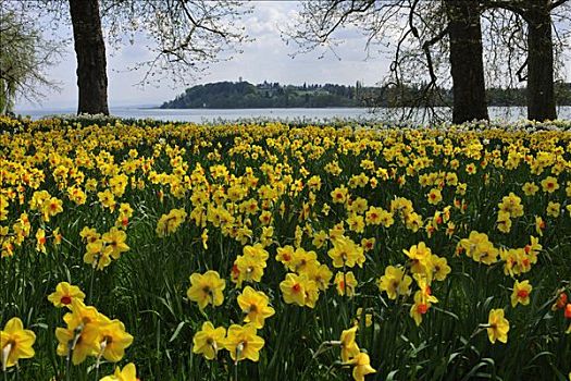 盛开,水仙花,康士坦茨湖,巴登符腾堡,德国,欧洲