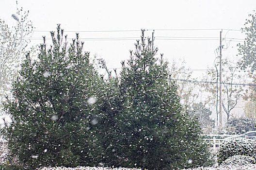 雪天的松树