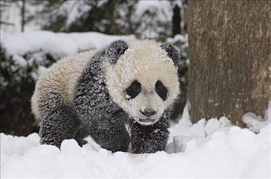 大熊猫,幼兽,走,雪,卧龙自然保护区,中国