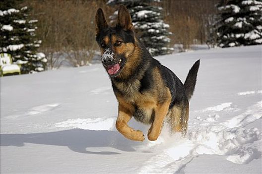 德国牧羊犬,狗,雪中
