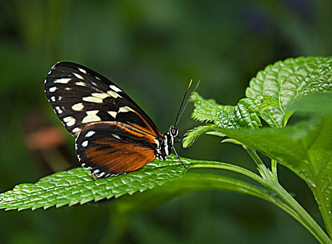 蝴蝶,绿叶,尼亚加拉瀑布,安大略省,加拿大