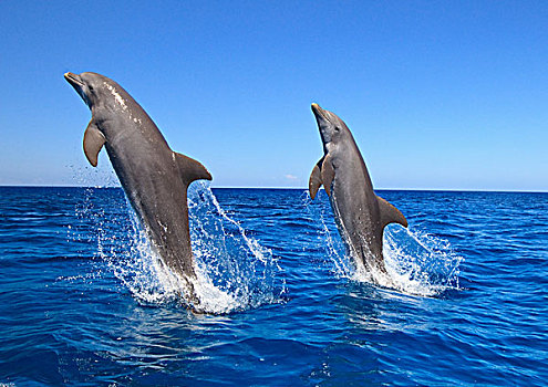 海湾群岛,洪都拉斯,宽吻海豚,跳跃,加勒比海