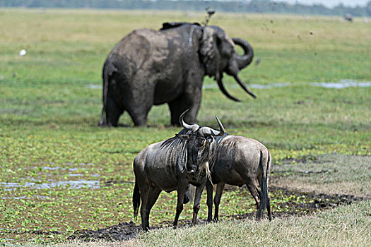 角马,非洲象,安伯塞利国家公园,肯尼亚,非洲