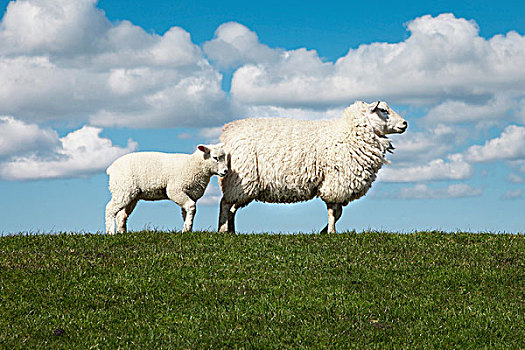 两只,羊,地点