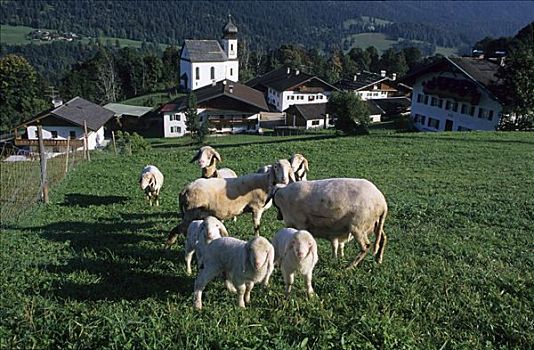 绵羊,羊羔,上巴伐利亚,德国